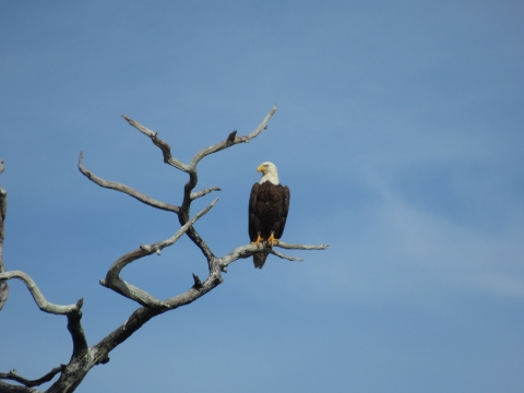 Adult bald eagle perched on snag