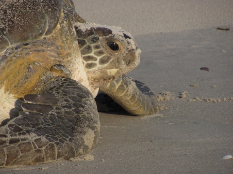 A close-up of a green sea turtle