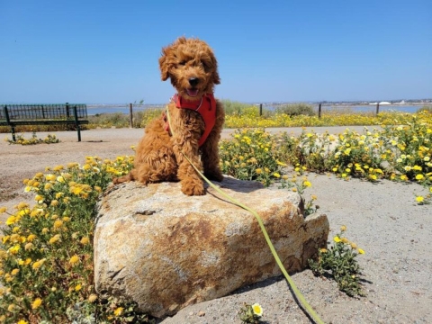 Brown puppy with harness and leash sits on a small boulder surrounded by small yellow flowers.
