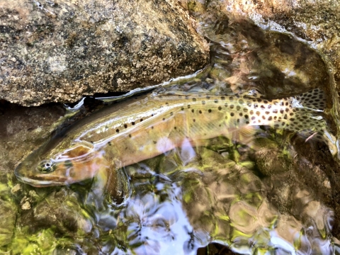 Trout in shallow cobbled brook.