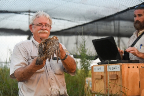 A biologist looks over a prairie-chicken after removing it from a carrier box.