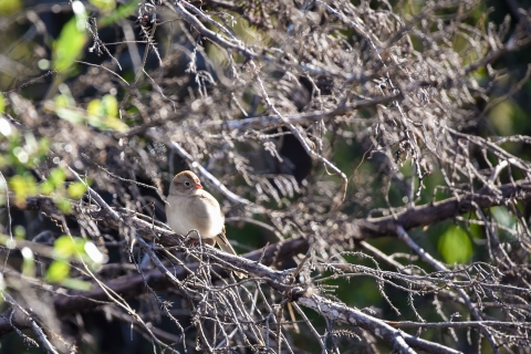 A field sparrow perches on a branch