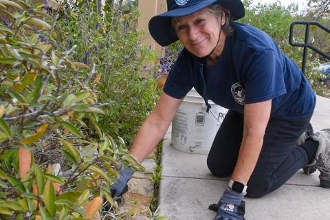 A volunteer weeds a garden