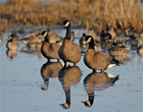 Three Dusky canada geese standing in wetland, facing the left with reflection shown.
