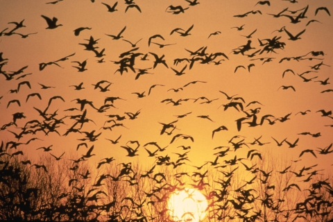 Geese at Sunrise