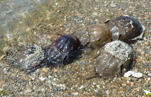 Horseshoe crabs mating in the Norwalk Islands