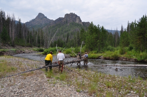 Four people are carrying a large, dead tree into a river. 