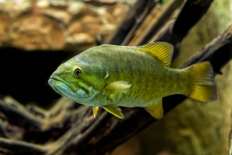 A closeup of a smallmouth bass under water.