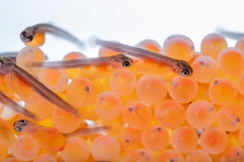 Rainbow trout eggs and sacfry
