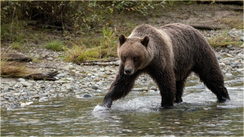 Female Grizzly Bear