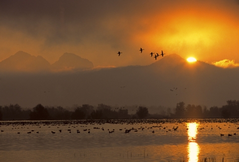 orange sunrise/sunset with some birds in water and 6 birds flying