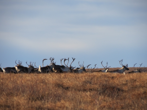 group of bull caribou walking across a patch of dry grass in the autumn