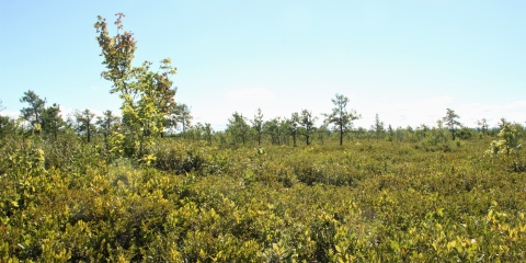 View of the Maquam Bog at Missisquoi NWR