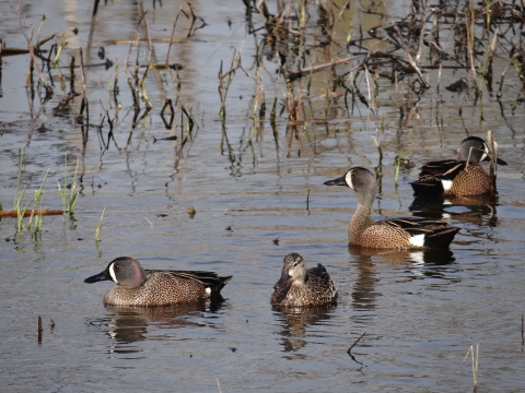 Four blue wing teals swimming in a wetland together. 