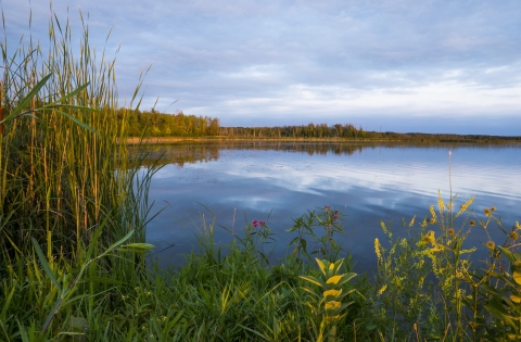 Tamarac refuge lakeshore with blue sky
