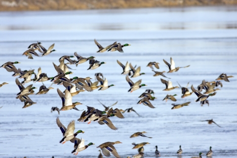 Mallards lifting off from lake