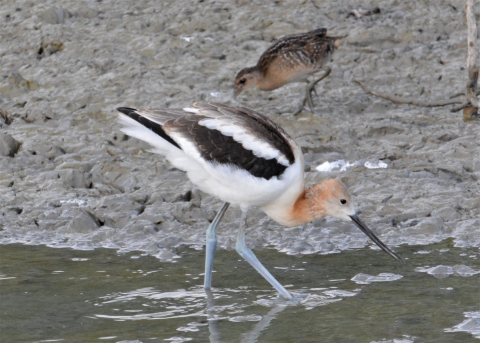 American avocet in water.