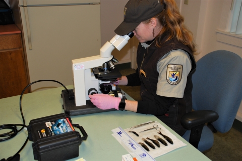 A U.S. Fish and Wildlife Service veterinarian examines the health of Quincene National Fish Hatchery coho salmon. 