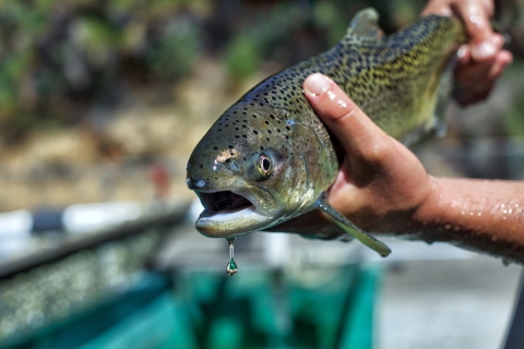 Two hands hold a fish with its face to the camera