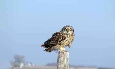 Short-eared owl perched on a post