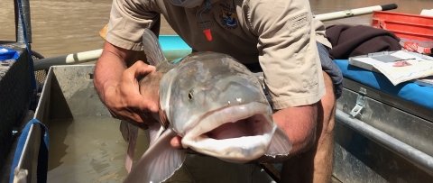 Colorado pikeminnow