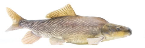 Image of an endangered razorback sucker