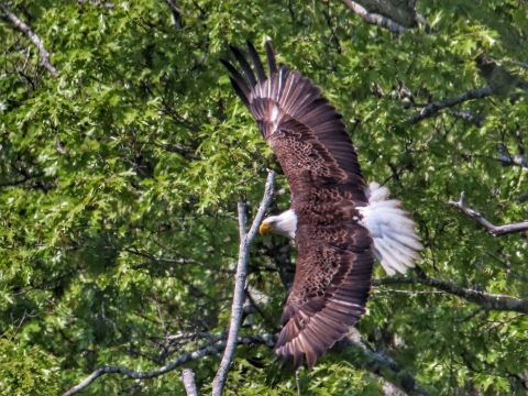 Bald eagle in flight with wings fully extended
