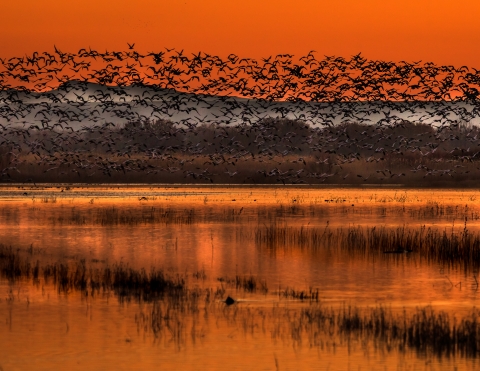 Large numbers of snow geese fly out at sunrise into an orange sky reflected in the water below at Bosque del Apache National Wildlife Refuge in New Mexico.