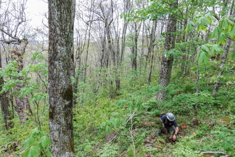 Lone person in a forest, kneeling on the ground planting a tree