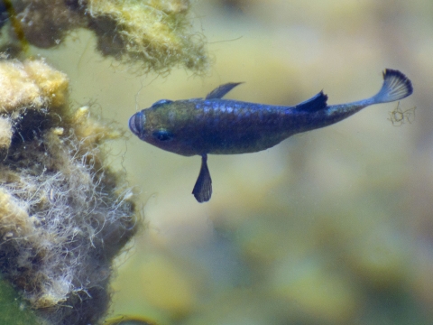 One pupfish swimming up to algae with green algae in the background