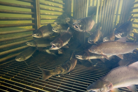 More than one dozen salmon and whitefish hold in a weir in Alaska