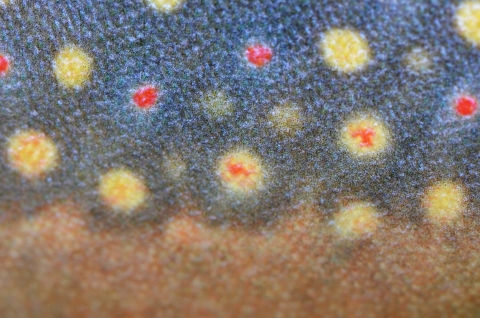 Bright colors and markings of a brook trout