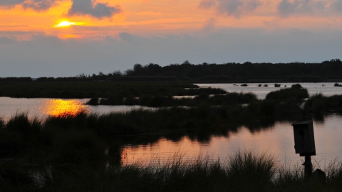 Sunrise over marsh with wood duck nest box
