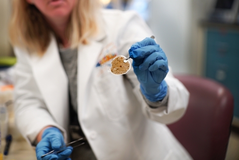 woman in a lab coat and gloves holding an eDNA filter in pincers