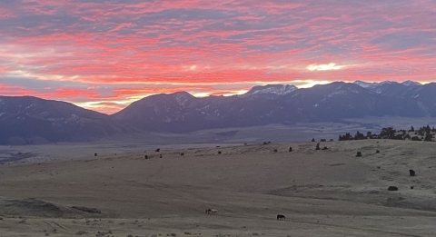 Bridger MT
