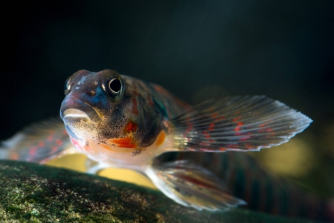 A colorful red and blue fish underwater looking into the camera