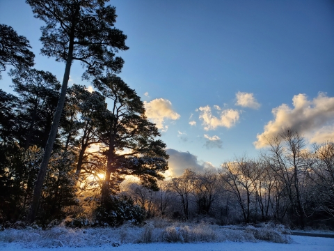 Sunrise behind frosted trees and snow dusted ground