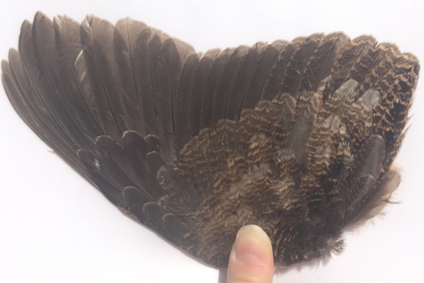 American Woodcock Wing