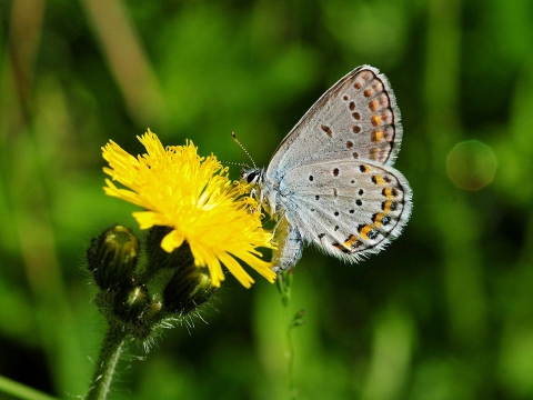 Close-up view of butterfly resting on flower.