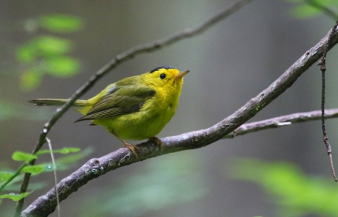 A Wilson's Warbler stands on a tree branch 