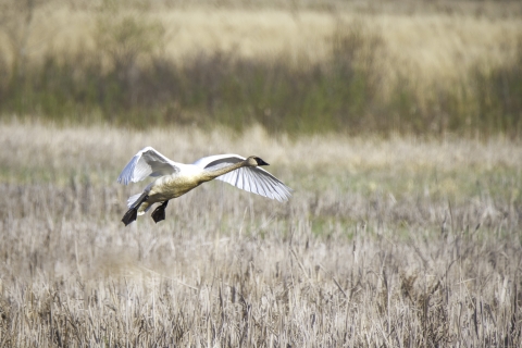 Trumpeter swan about to land in a wetland, with wings and legs outstretched. Background is tan to golden grasses and cattails, with the far background blurred and not in focus.