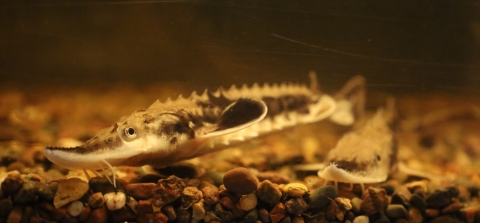 Two lake sturgeon on gravel in aquarium