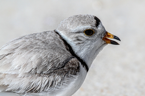 Piping plover at Edwin B. Forsythe NWR