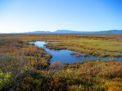 Marshland at San Pablo Bay NWR with mountains in background