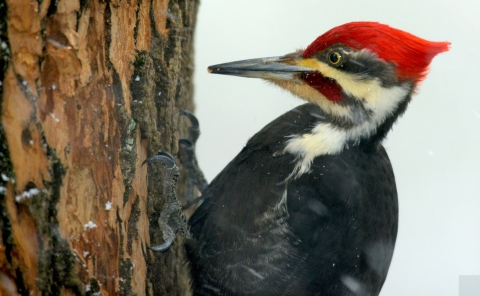 Pileated woodpecker