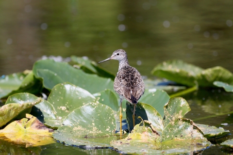 A bird with brown and white plumage and long yellow legs stands on a water lily.