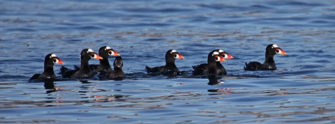 Surf Scoter flock in water.