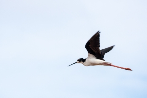 Hawaiian stilt flying in the sky