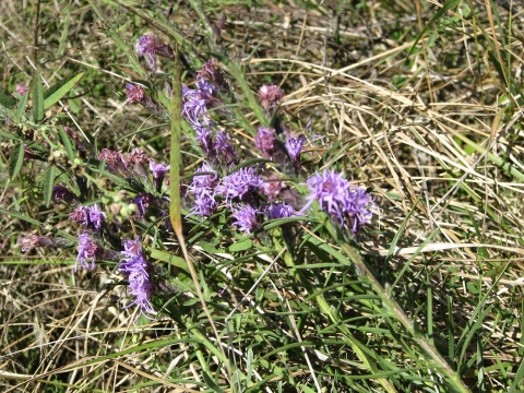 Boggy Liatris