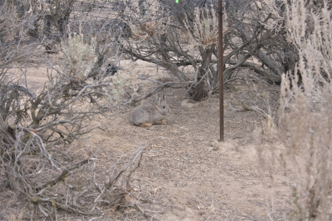 Columbia Basin pygmy rabbit